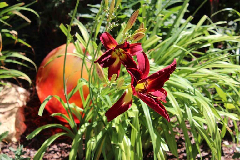 Gartenbau-Sommer-Gartengestaltung_mit_Sichtschutz_22
