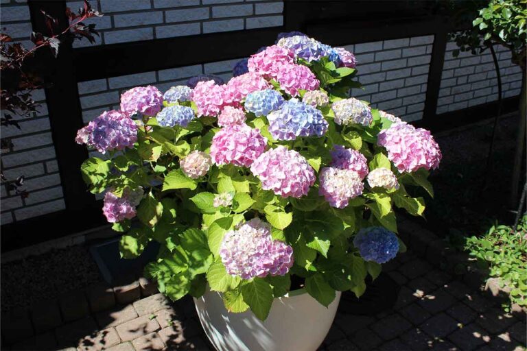 Gartenbau-Sommer-Gartengestaltung_mit_Sichtschutz_27