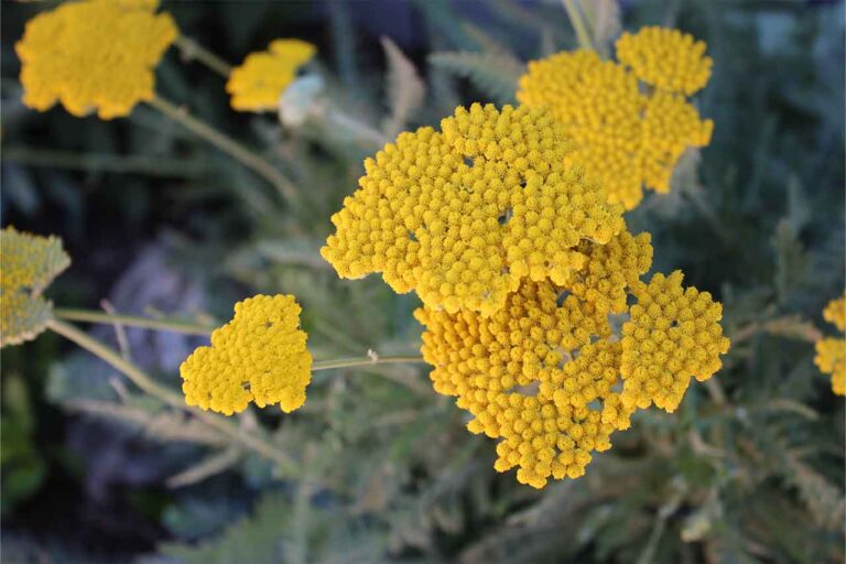 Gartenbau-Sommer-Gartengestaltung_mit_Sichtschutz_29