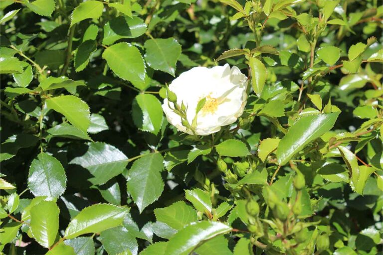 Gartenbau-Sommer-Gartengestaltung_mit_Sichtschutz_31